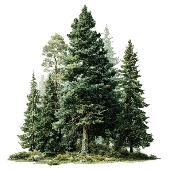 treesbase.com